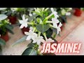 Madagascar Jasmine Plant Care (Stephanotis Floribunda)  - How to Grow Madagascar Jasmine?