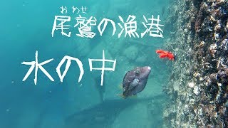 尾鷲の釣り水中映像