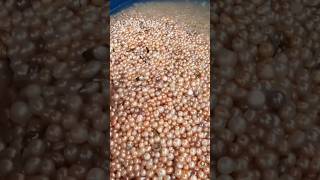 the original place for open the clam#pearls #clam #pearl #pearljewelry #shorts #shortsvideo #viral