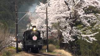 田野口駅の桜と大井川鐡道 C56-44