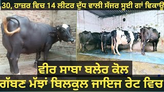 2 ਸੱਜਰ ਸੂਈਆ ਗਾਂਵਾਂ 2 ਗੱਬਣ ਮੱਝਾਂ ਵਿਕਾਊ 4 animals forsale#best#qulity#top #bufflo#cow#sale#viralvideo