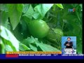 SPRM TAHAN 21 PEKEBUN SAYUR CAMERON HIGHLANDS CUBA RASUAH PENGUATKUASA [1 JULAI 2015]