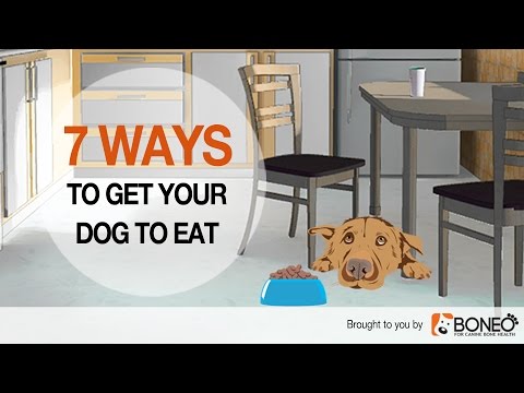 Dog Won’t Eat? 7 Ways to Overcome Loss of Appetite in Dogs Dog Won’t Eat? 7 Ways to Overcome Loss of Appetite in Dogs
