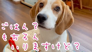 【BEAGLEさつき】暑さでうっかり忘れてたごはんをクーラーで取り戻す犬。Satsuki the Beagle