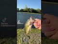 Fish does backflip compilation pt2 #meme #parkour #funnypictures