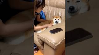 柴犬福 姉と柴犬の絡み🤣Sister and Dog🤣#shorts #funny #dogshorts #comedy #姉と柴#shiba #시바견