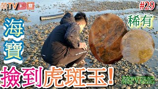 #海寶撿到稀有虎斑玉#玉石如何分辨教學#西海岸撿玉石#玉石#撿玉石日記#花東玉石#虎斑玉虎斑玉#包漿玉髓#黑紋凍玉#海膽化石#金芒玉髓#骨化石#海寶#鳳山溪撿玉石#台灣玉石#撿玉石日記第29集