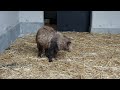 タヌキ ミナト20220827 minato a japanese raccoon dog is recovering in a hospital room.