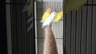 natural beauty of albino and lutino fishri love birds