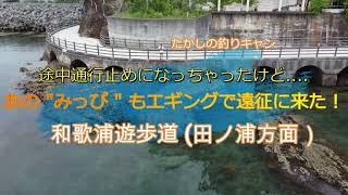 和歌浦遊歩道（田ノ浦方面） 秋のエギングで数釣りがたのしめますよ！