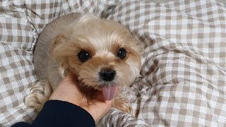 Dog reaction when coming home after going out for a while (Yorkshire Terrier)