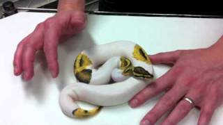 Morphs 101 - Pyro Pied
