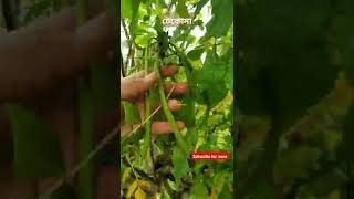 টেকোমা ফুল ও বীজ দেখুন, Identify Tecoma or Yellow elder flowers \u0026 Seeds💚 #anganamar #shorts #youtube