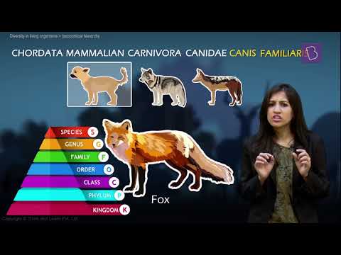 What is taxon example?
