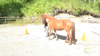 Alys Culhane and Tyra advanced level one star walking Large Pony June 2020