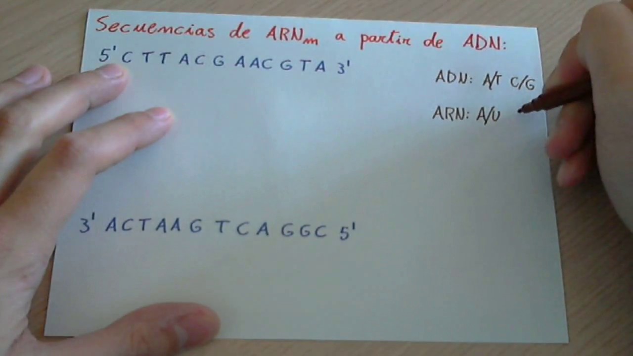 Ejercicio: Transcripción De Una Cadena De ADN A ARNm - YouTube