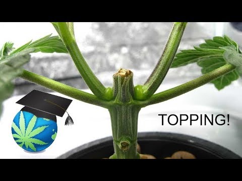 How To Top Or FIM A Cannabis Plant - Topping Guide - YouTube