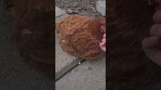 Petting my hen when she is sitting down! #cutechicken #cutehen #shorts