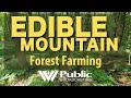 Edible Mountain: Forest Farming