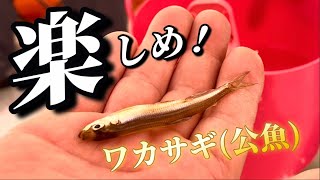 ワカサギ（公魚）サクラマス（桜鱒）を求めて！楽しめ急坂下り！