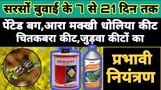 सरसों बुवाई के 7 से 21 दिन तक पेंटेड बग,धौलिया, चितकबरा कीट,जुड़वा कीट,आरा मक्खी का प्रभावी नियंत्रण|