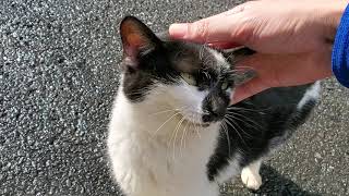 世界遺産：石見銀山周辺の銀山猫と触れ合う！④(World Heritage: Touching the Silver Mine Cats around Iwami Ginzan)