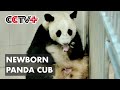 China's Panda Breeding Base Welcomes Its First Newborn Cub of 2020