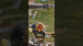 Baby Chick Chirping Sound ( Baby Coot )