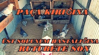 Güvercin Kumu Nedir Ne işe Yarar _? Üst Solunum Hastalıgına Son