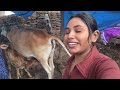 cow 🐄 milking by tow hand india village beautiful girl 👧 cow milking animals 👍 liye subscribe