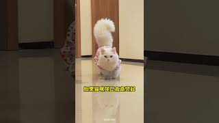 🙀猫咪尾巴的秘密：读懂这些信号 #养猫经验分享 #养猫知识 #新手养猫