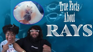 Rays: The Floppy Sombreros Of The Sea! | ZeFrank Reaction