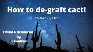 Introduction on how to de graft cacti - Pereskiopsis edition