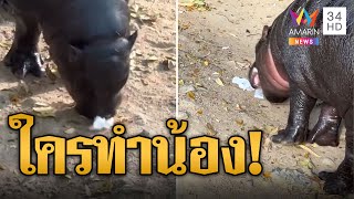 ใครทำหมูเด้ง? นทท.โยนทิชชู่ให้หมูเด้งกิน | ข่าวอรุณอมรินทร์ | 10/12/67