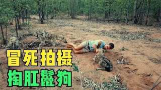 摄影师冒死混入鬣狗群 揭开非洲二哥的真实面目！