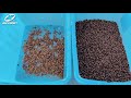 Anysort Color Sorter for Roasted Coffee Beans