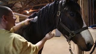 Retired race horses rely on prisoners for care