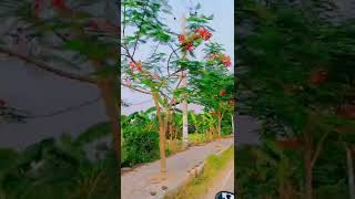 কৃষ্ণচূড়ার সাজে রাজশাহী। Rajshahi New Highway | #Krishnacura #midpointvlog #shorts