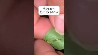 ホウジャクの幼虫🐛がもう産まれていた！！　#幼虫　#イモムシ #ホウジャク　#昆虫　#産まれたて @Msotachannel