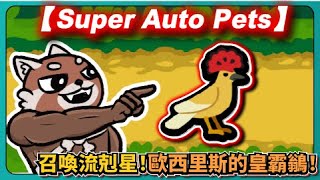 召喚流剋星！歐西里斯的皇霸鶲！｜Super Auto Pets｜超級自動寵物｜# 019｜PFY玩給你看