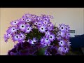 senetti and gloxinia in full bloom