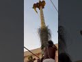 dwajarohanam brahmatsavam venkateshwara swamy shorts trending viral tirupati tirumala