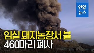 임실 돼지농장서 불…460마리 폐사 / 연합뉴스 (Yonhapnews)