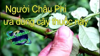 Cây Đa Đa trị đau nhức mình mẩy, kháng khuẩn mạnh, thiên nhiên green