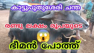 പെരുന്നാൾ ചന്തഉഷാർ വലിയ പോത്തുകളുടെചാകര #buffalomarketvideo #Anwarvlog #cattlemarket #Anwarkerala