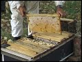 Simple Bee Keeping for Africa - Part 5 - Examine a top-bar hive