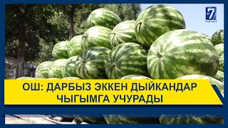 ОШ: ДАРБЫЗ ЭККЕН ДЫЙКАНДАР ЧЫГЫМГА УЧУРАДЫ