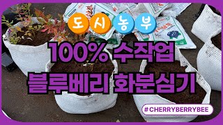 [2024.11.3.]일요일은 도시농부입니다! 100% 수작업 블루베리 화분심기