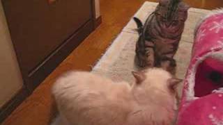 にゃおーんと鳴く猫(=^・^=)　　First  meow in the fight