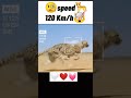 🐆Cheetah at full speed🤯 #short #animals #viral #shortsvideo #youtubeshorts